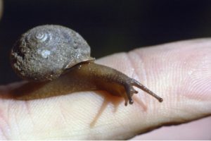 Can Snails Feel Love?
