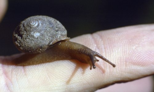 Can Snails Feel Love?