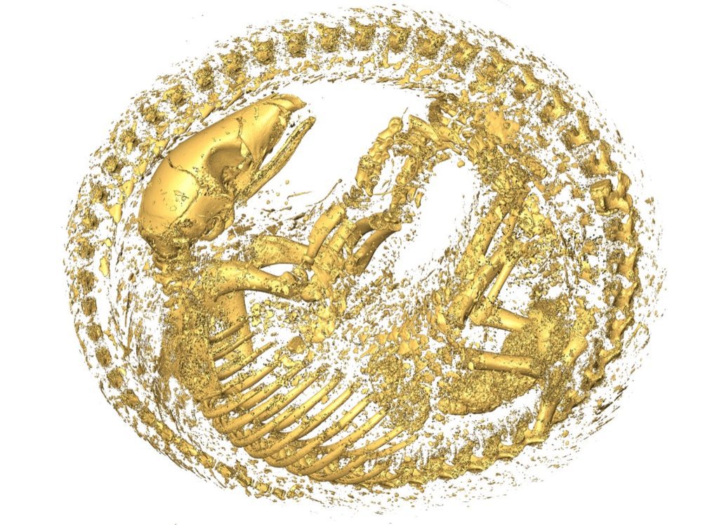 CT scan of a pangolin curled up in a ball. 
