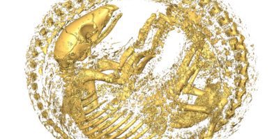 CT scan image of a pangolin curled up in a ball.