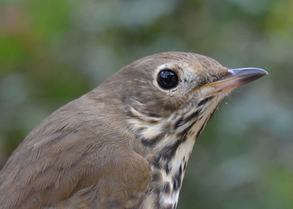 Close up of a pale brown bird with a black and white striped throat.