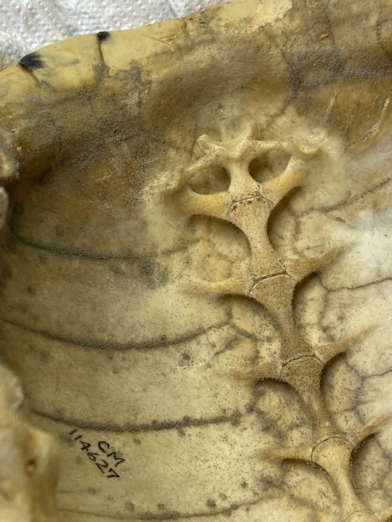 Close up of a turtle shell with the specimen number CM 114627 on it. 