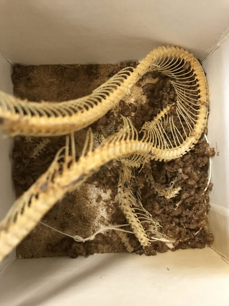 Snake vertebrae in a container from above