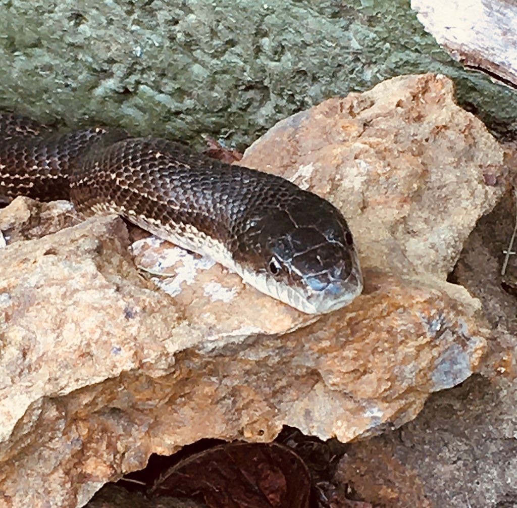 Black rat snake on a rock. 