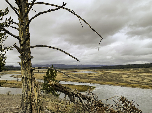 View from Grizzly Pullout in Yellowstone National Park: a large tree, a fallen tree, water, sand, hills, and cloudy sky. 