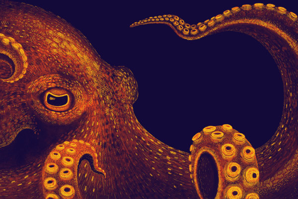 cephalopod week