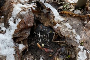 Exploring the Role of Leaf Litter In Our Forests