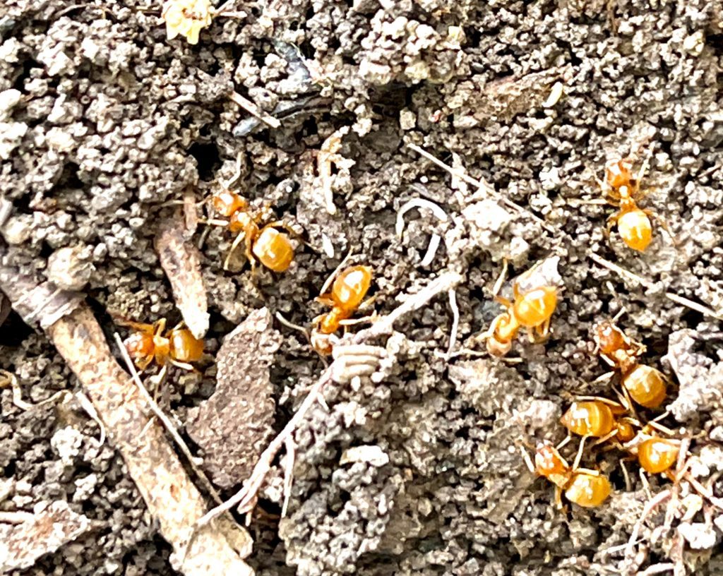 Citronella ants in the dirt