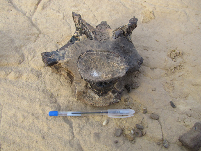 Fossil vertebra set next to a pen for scale
