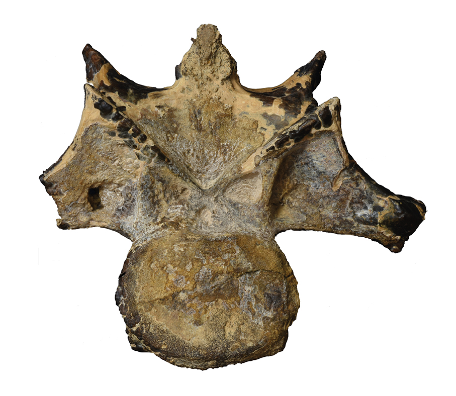 fossil vertebra
