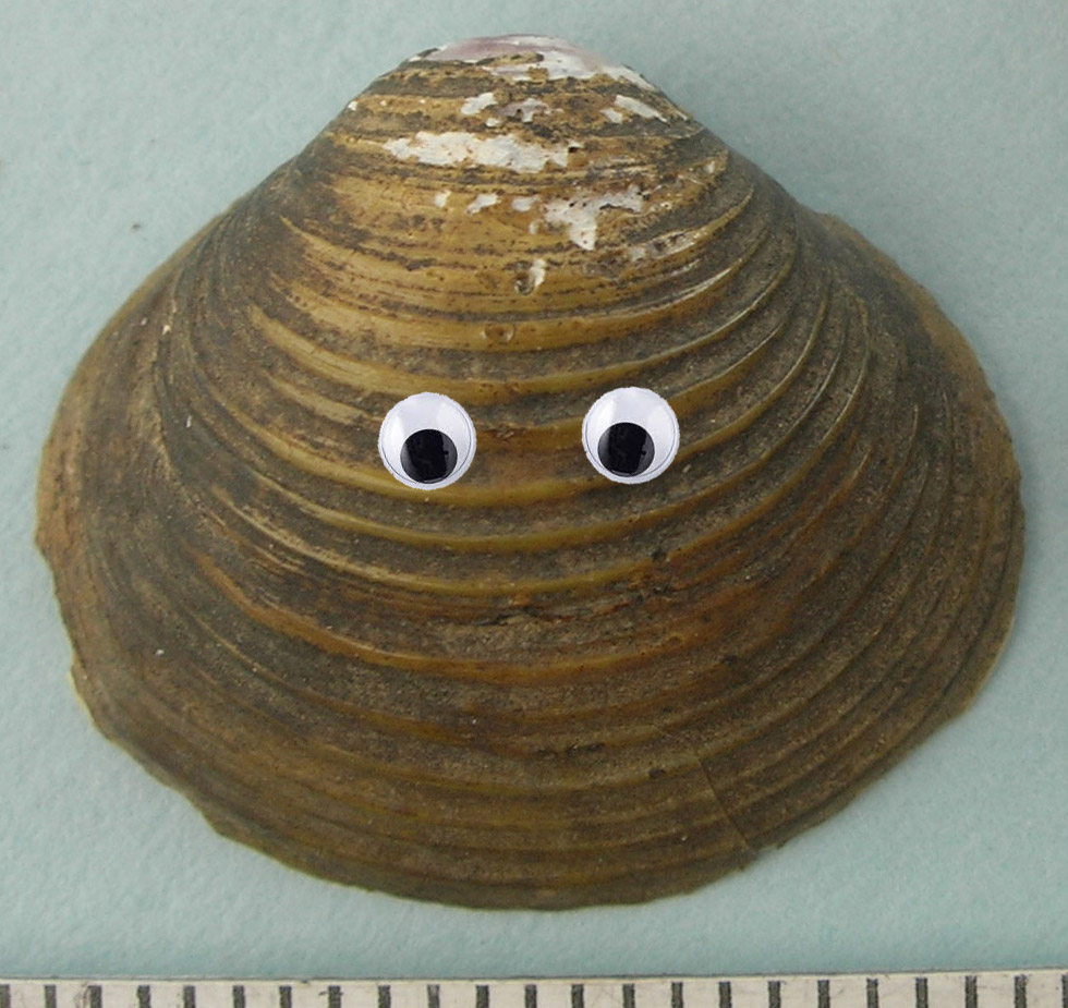 clam shell with googly eyes