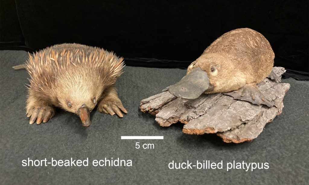 echidna and platypus taxidermy mounts