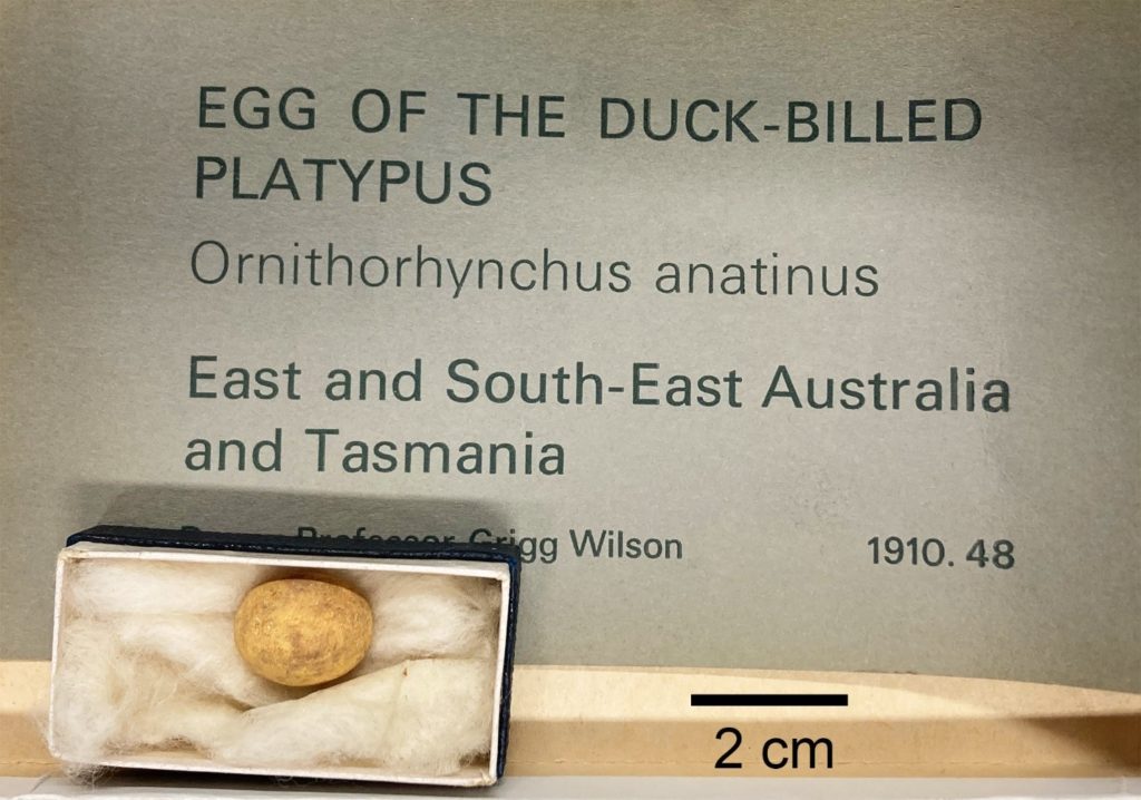 Platypus egg in a box with a label next to it that says "Egg of the duck-billed platypus, Ornithorhynchus anatinus, East and South-East Australia and Tasmania."