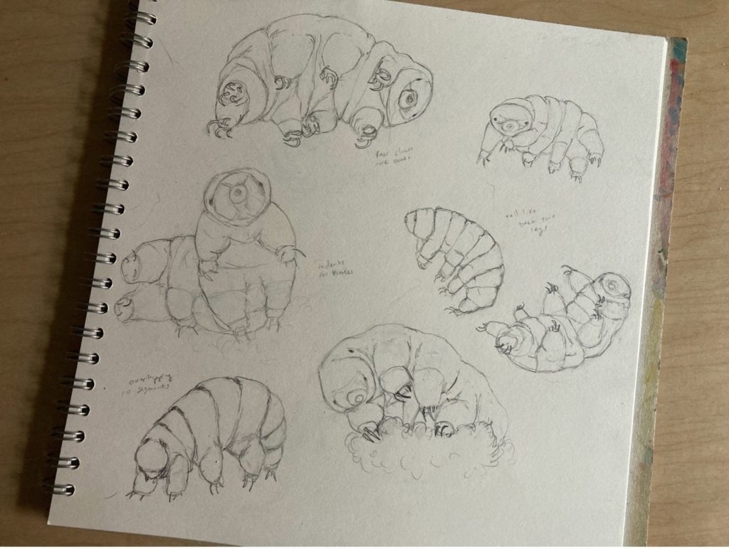 sketches of tardigrades