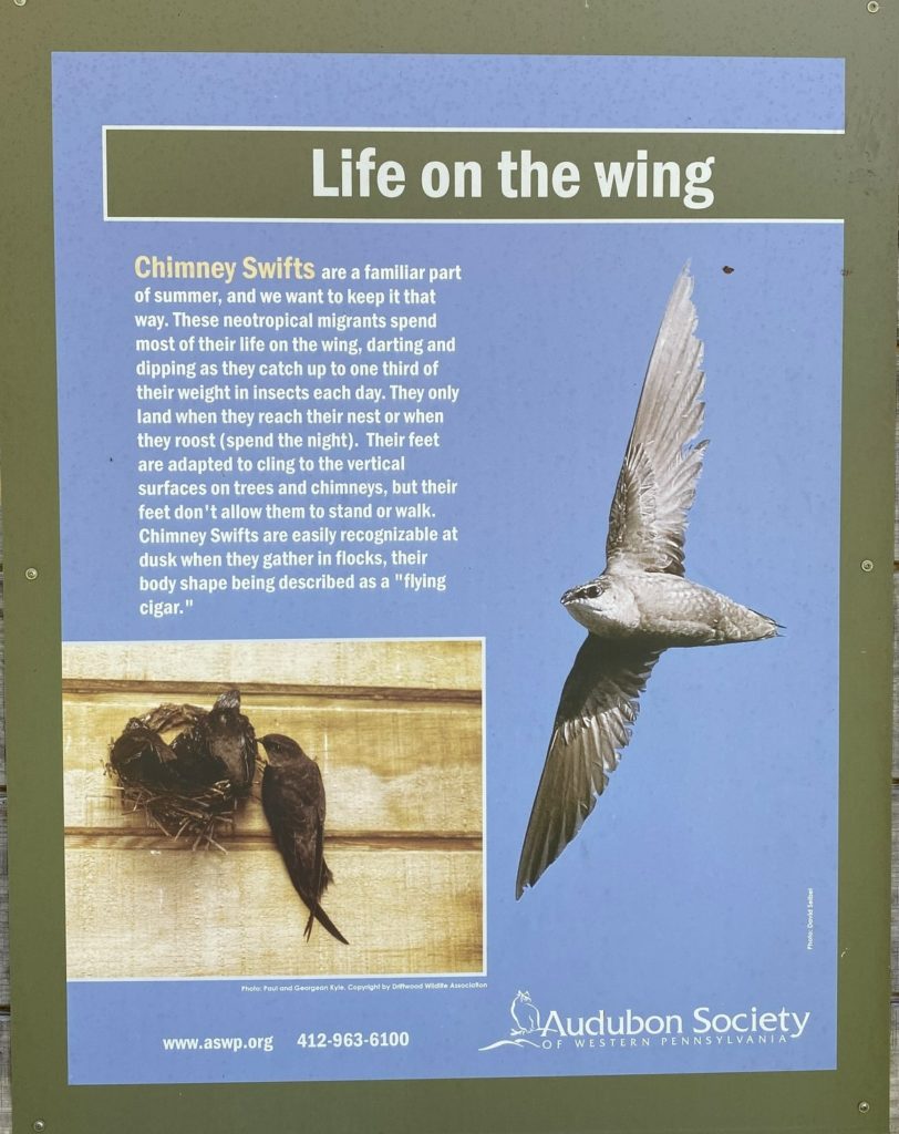 educational sign about chimney swifts
