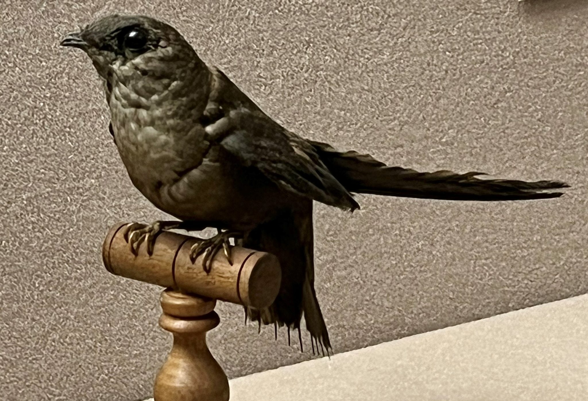 chimney-swift-conservation