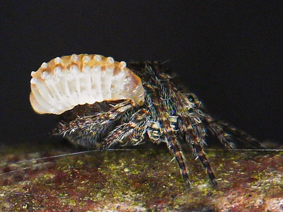 side view of a parasite on a spider