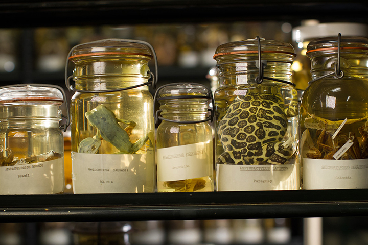 alcohol preserved herpetology specimens