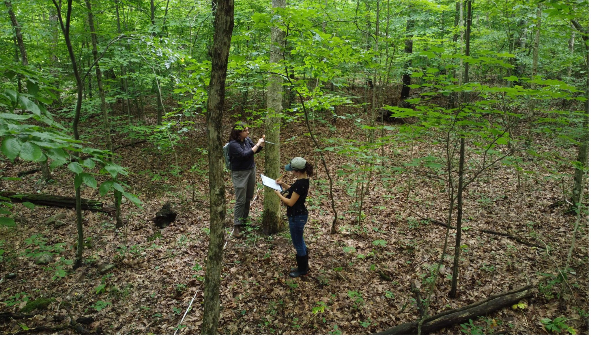 An Intern’s Experience Studying the Ecosystem at Powdermill