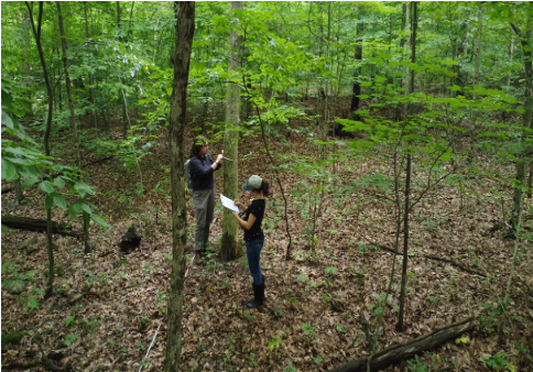 An Intern’s Experience Studying the Ecosystem at Powdermill