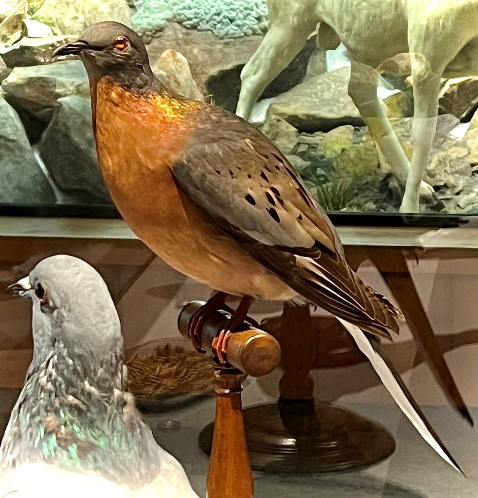passenger pigeon taxidermy mount