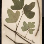 The Vine That Ate Pittsburgh? Not yet.
