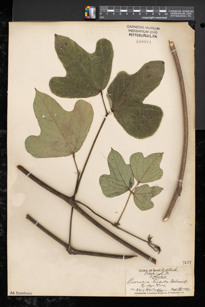 herbarium sheet specimen of kudzu