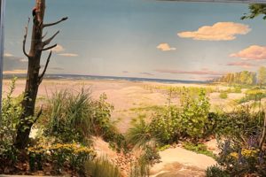 A Bit of Presque Isle, Erie, PA in the Hall of Botany