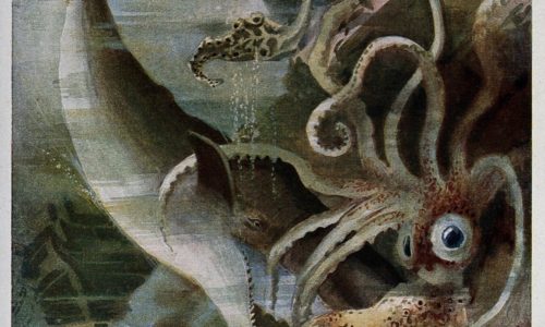 Shark-ish Beasts Versus Cephalopods: Which is Predator, Which is Prey, and is One an Artist?