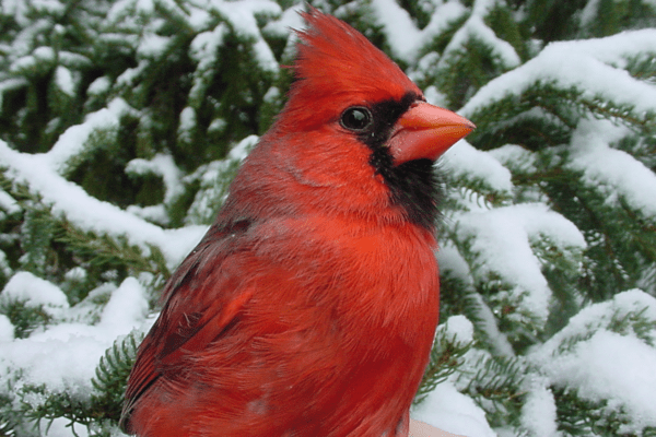 a cardinal on a snowy backdrop