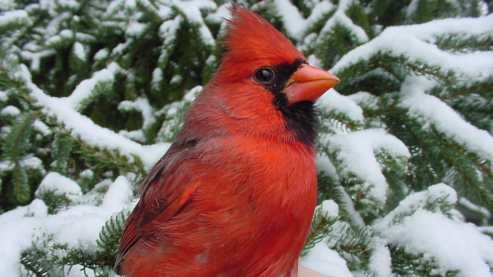 a cardinal on a snowy backdrop