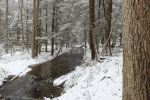 a stream flows through a snow-covered forest