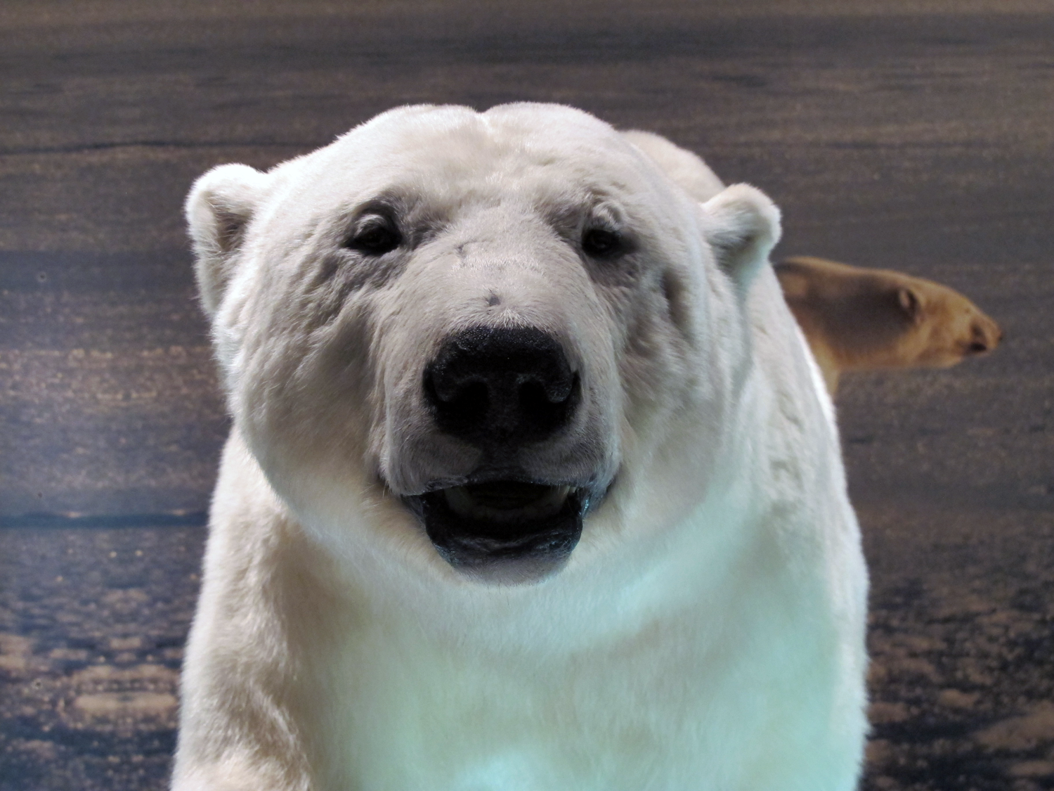 a portrait of a polar bear