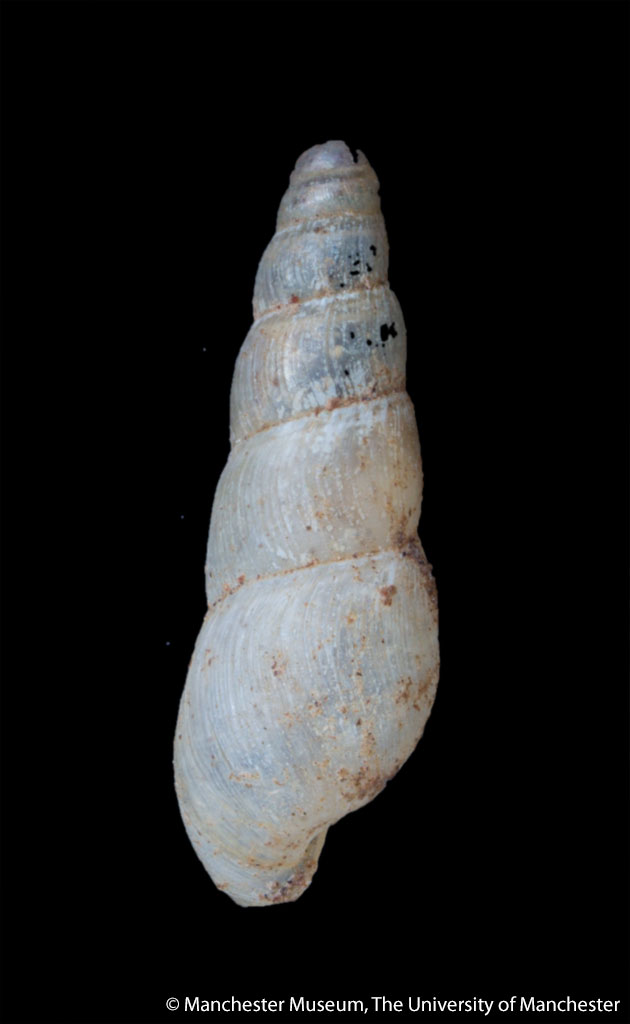 dorsal view of shell only, oblong shell widest at bottom with tighter whirls at top