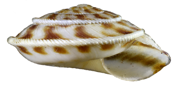 profile view of shell highlighting the carinate "pinched" periphery