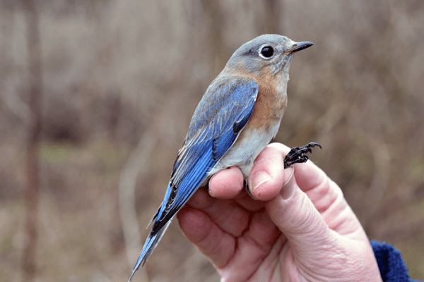 An adult female Eastern Bluebird