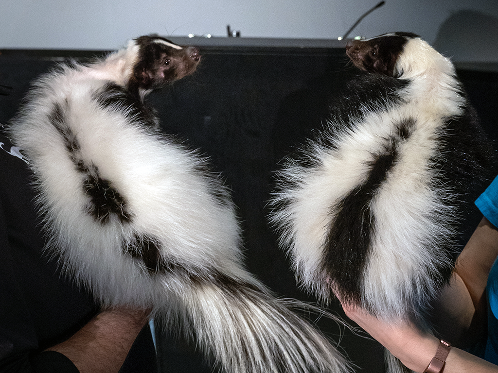 Skunks Pepper Jack and Gouda showing off their markings