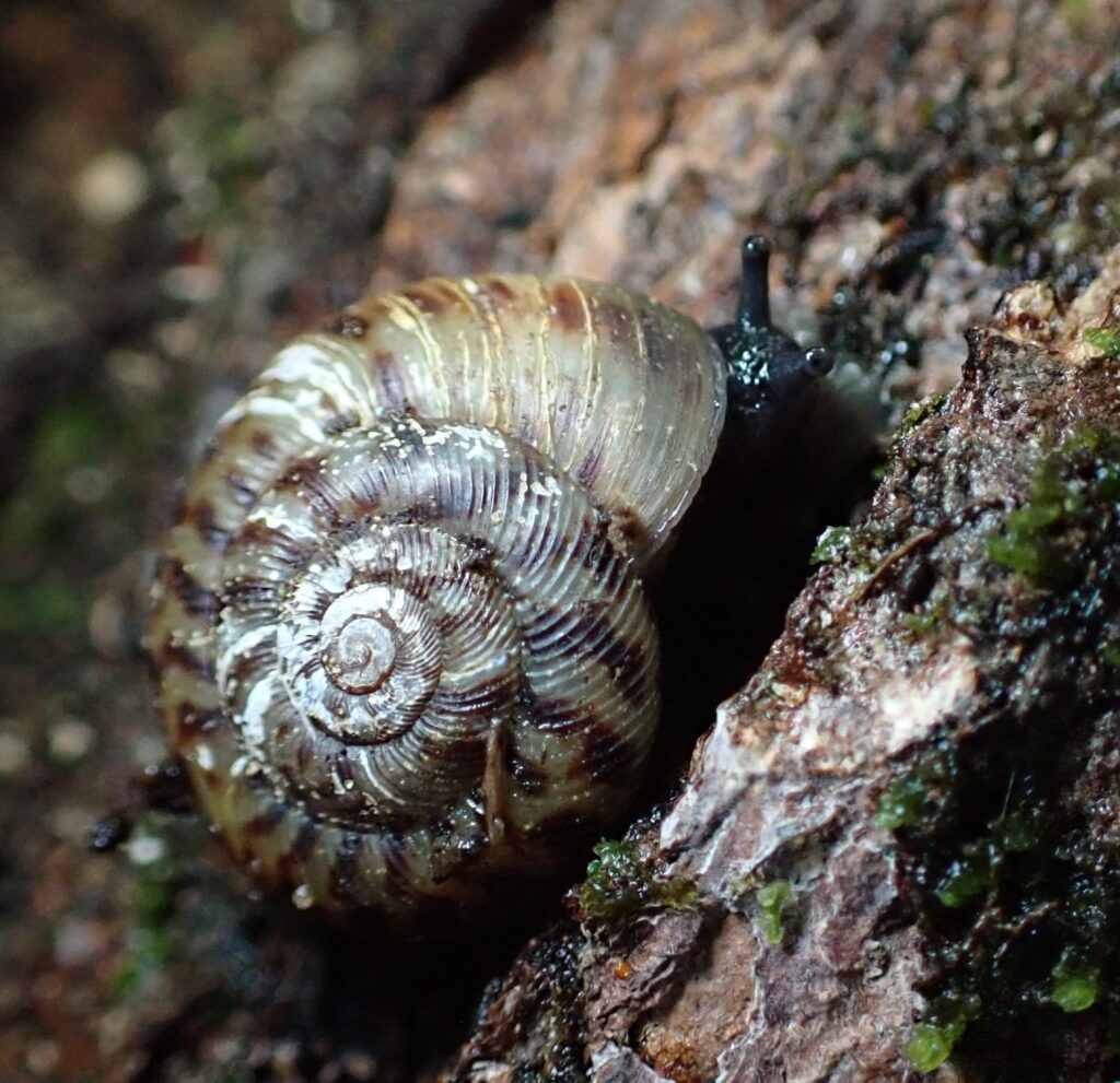 profile of coastal plain disk, showing spotted shell with five distinct whorls