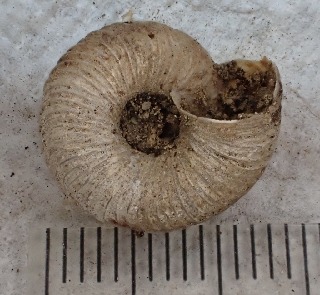 inferior view of the shell, showing aperture measures nearly one half inch wide