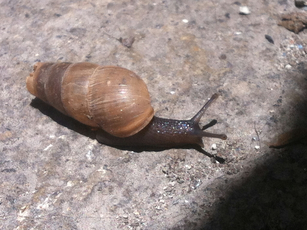 superior view of decollate snail, with dark body and head and light but not translucent oblong shell