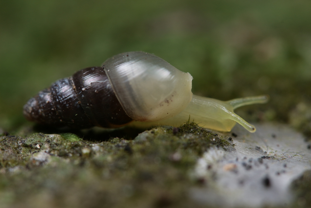 profile of spiked awlsnail, translucent body with distinct eye stalks coming from oblong shell