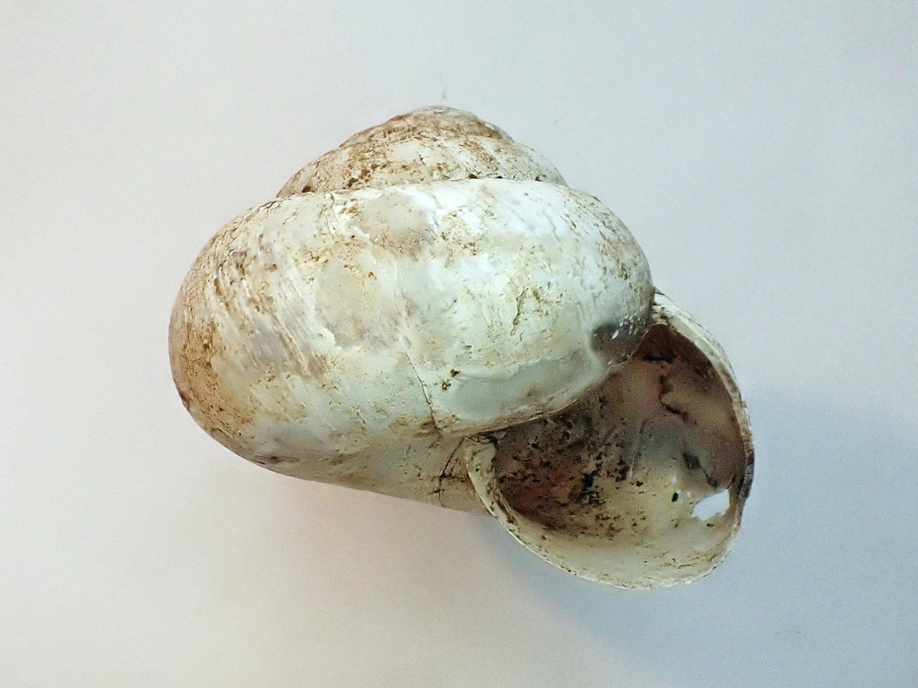 profile shot of shell with aperture open to viewer, showing conical height of shell, around 20 mm