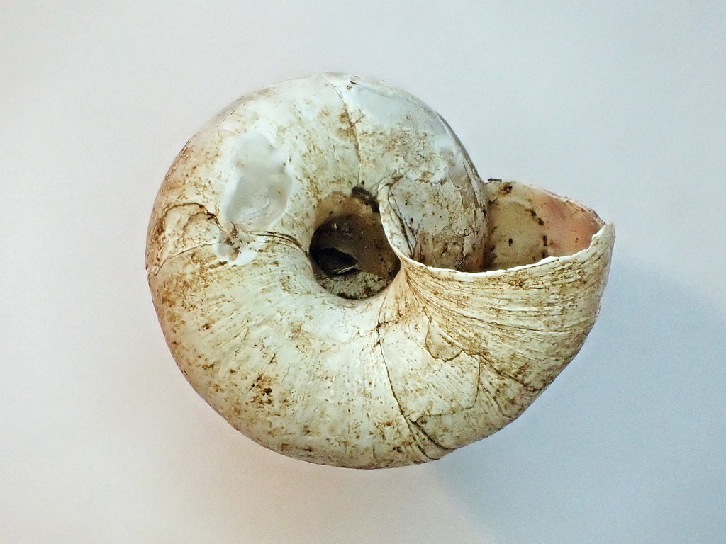 inferior view of banded globe snail, showing thin lip of aperture