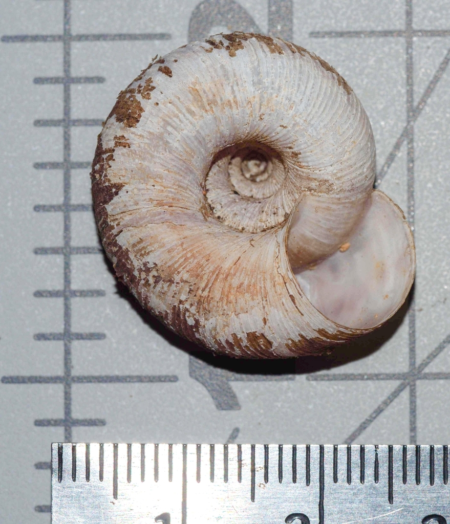 inferior view of shell where aperture measures approx. 1 cm wide