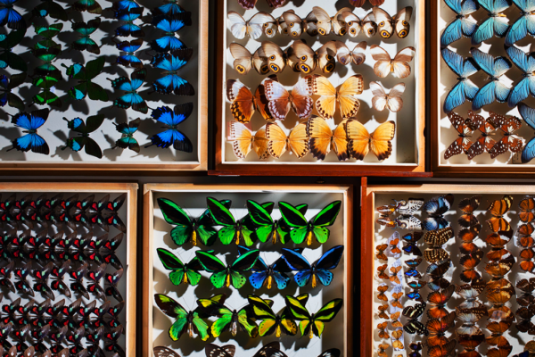 A dazzling array of colorful butterflies