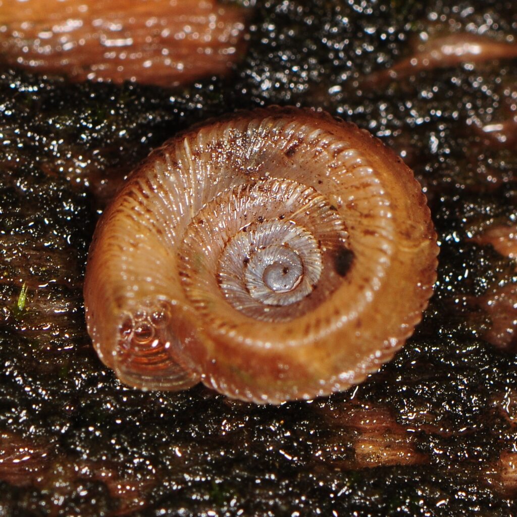 inferior view of shell showing clear view of whorls from aperture to apex