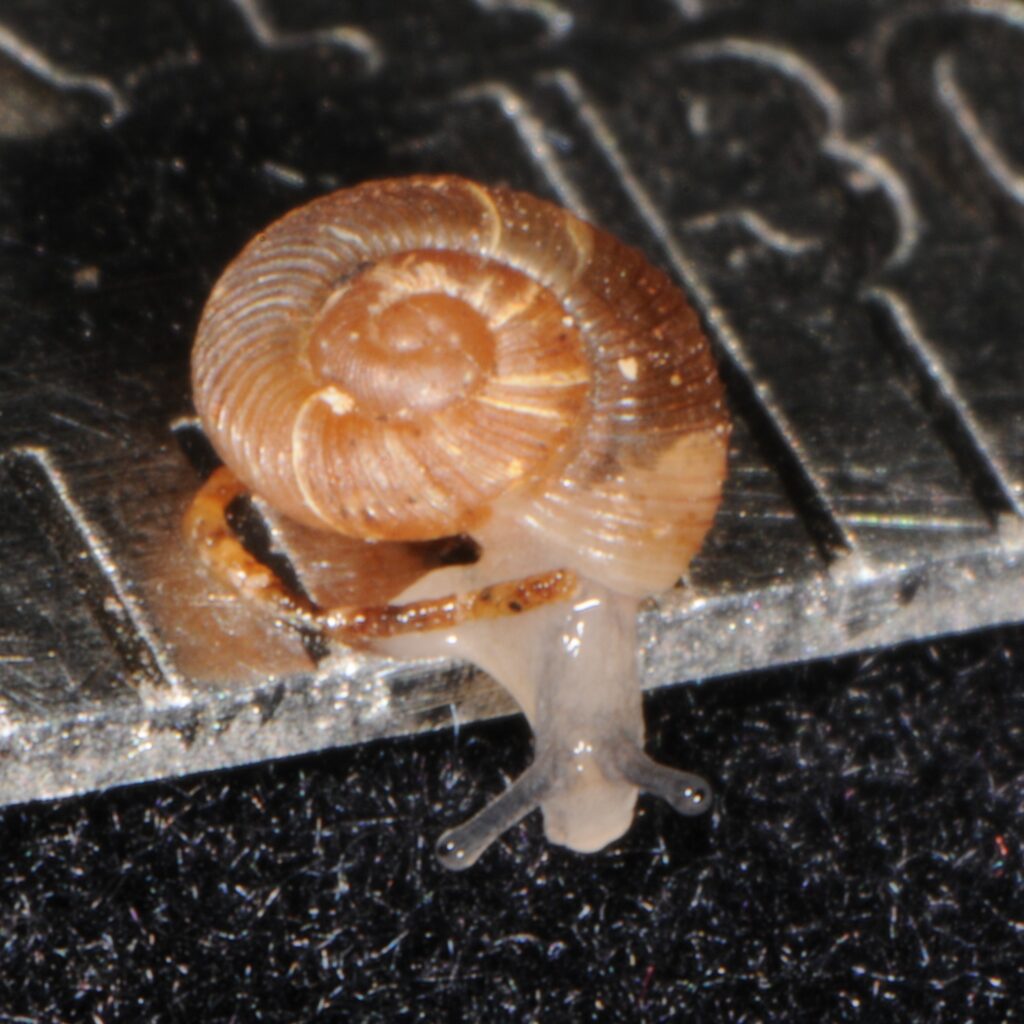 superior view of snail with body measuring roughly 1 mm wide