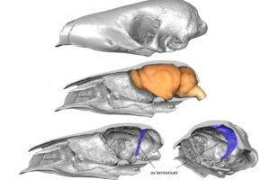 World Pangolin Day 2023 – The Mysterious Brain Bone