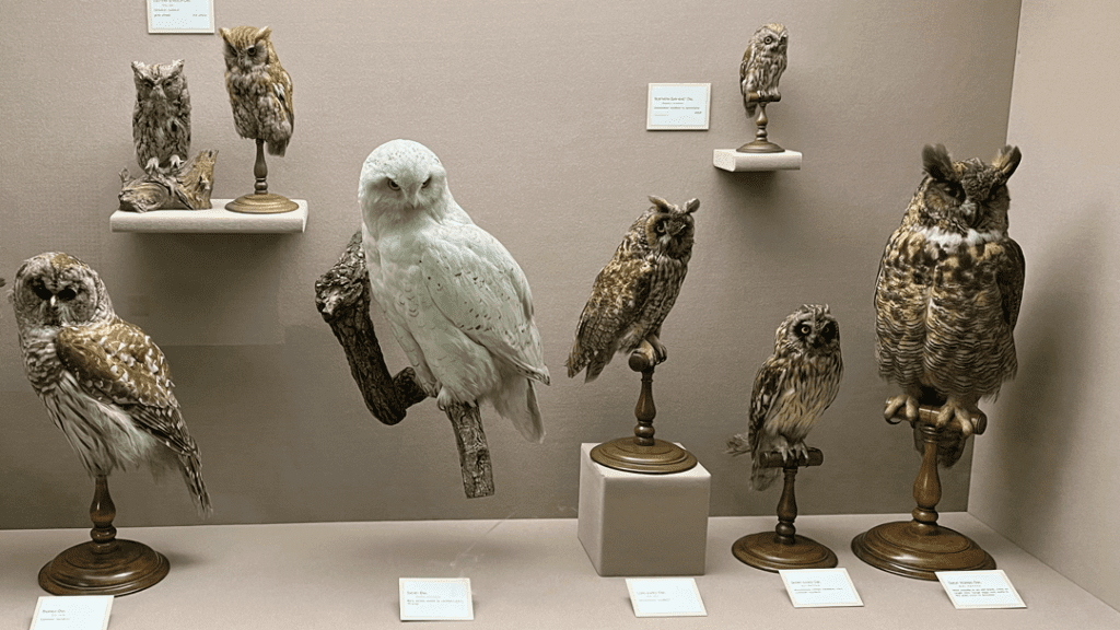 Taxidermied owls in the Bird Hall exhibit