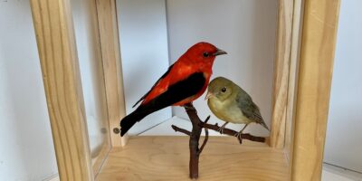 taxidermy mount of two scarlet tanagers